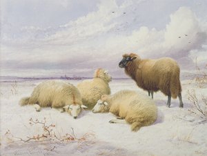 Sheep in the Snow